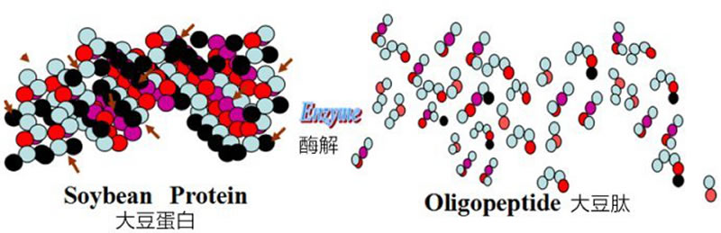 大豆肽的形成