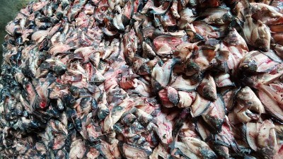 酶制劑——開啟魚蛋白高效利用新時(shí)代